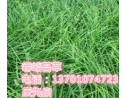 大兴区北京丹麦草、崂峪苔草、委陵菜、野牛草等销售