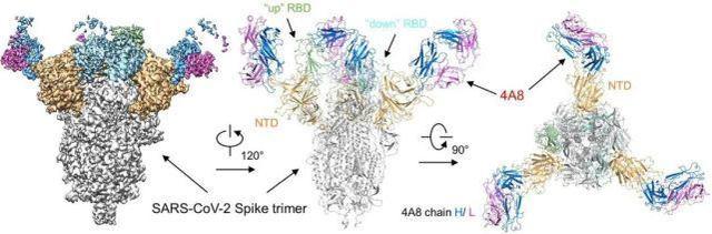  我国科学家在新型冠状病毒抗体研究中取得重大突破