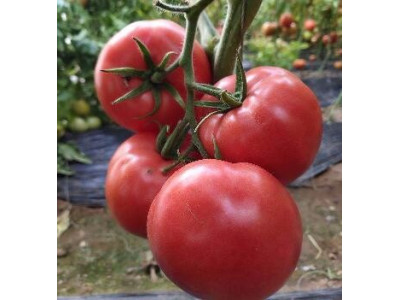 泗县口感番茄苗品种 宿州蔬菜育苗厂